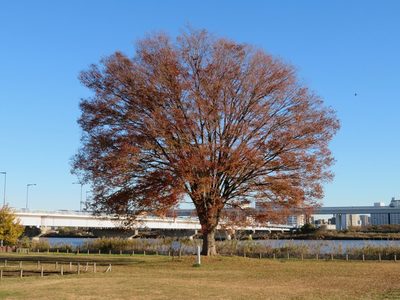 Zelkova serrata, photographed by Marco Mussita