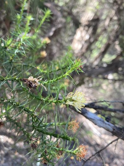 Richea procera, photographed by krumpianking