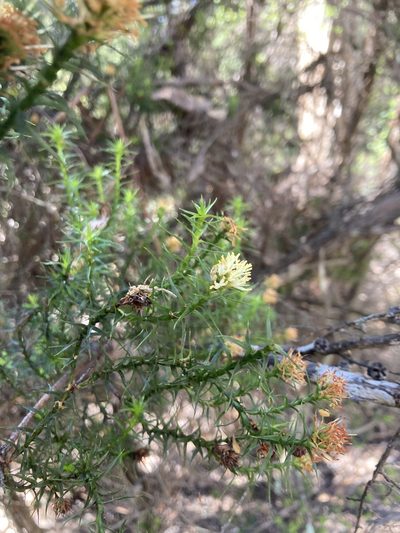 Richea procera, photographed by krumpianking