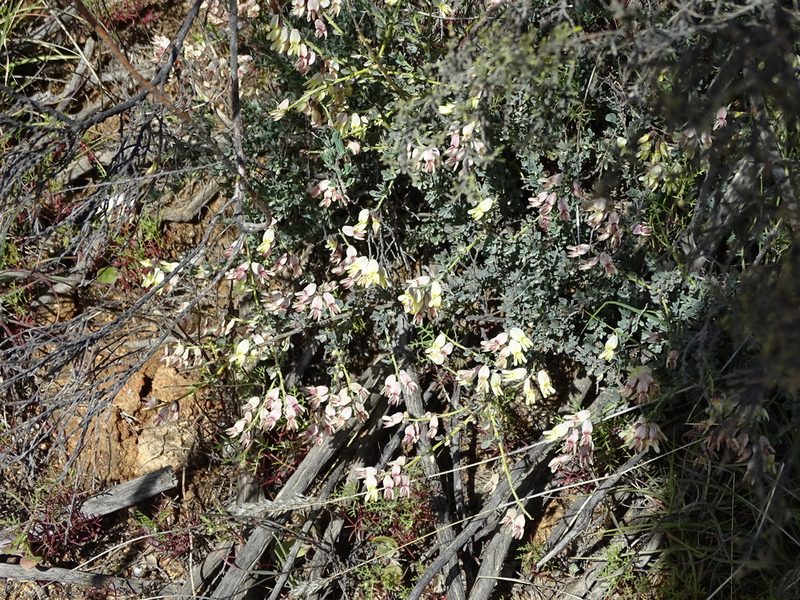 Wiborgia sericea, photographed by Peter Warren