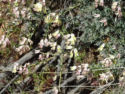 Wiborgia sericea, photographed by Peter Warren