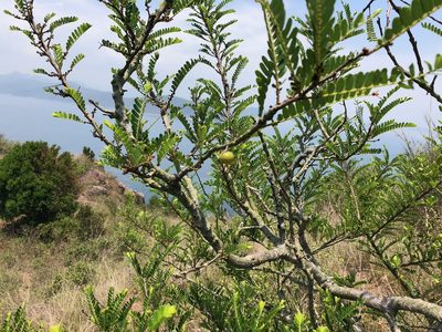 Phyllanthus emblica, photographed by Yj