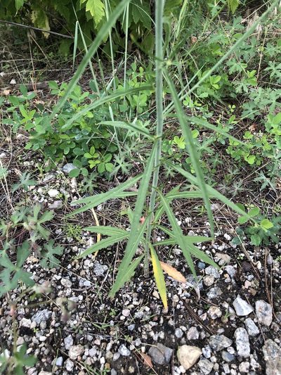Pennellia longifolia, photographed by Jared Shorma