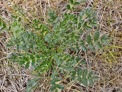 Acaena agnipila, photographed by Mike Bowie