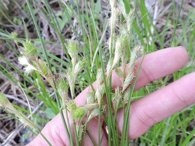 Carex tetrastachya, photographed by Sam Kieschnick