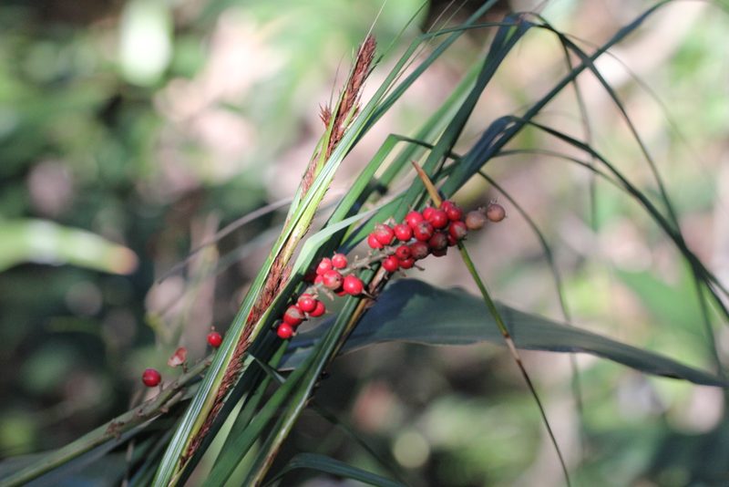 Alpinia oblongifolia, photographed by Agnes Trekker