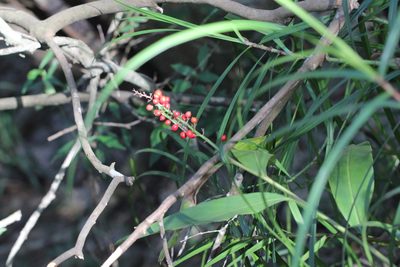 Alpinia oblongifolia, photographed by Agnes Trekker