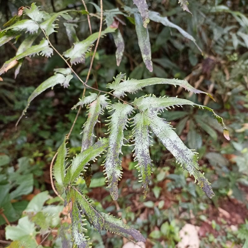 Lygodium flexuosum, photographed by Paulmathi Vinod