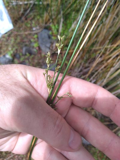 Juncus semisolidus, photographed by Leon Perrie