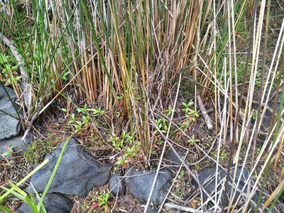 Juncus semisolidus, photographed by Leon Perrie