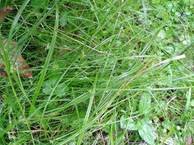 Carex inversa, photographed by Leon Perrie