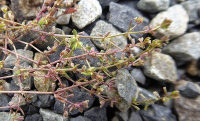 Galium murale, photographed by Aalbert Rebergen
