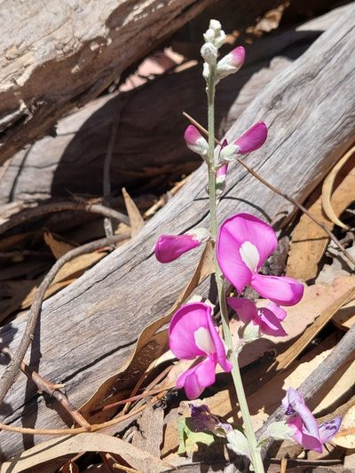 Swainsona greyana, photographed by Nina Kerr