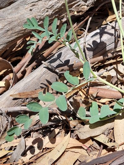 Swainsona greyana, photographed by Nina Kerr