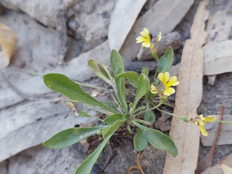 Goodenia fascicularis, photographed by Nina Kerr