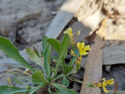 Goodenia fascicularis, photographed by Nina Kerr