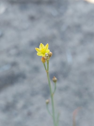 Bulbine semibarbata, photographed by Nina Kerr