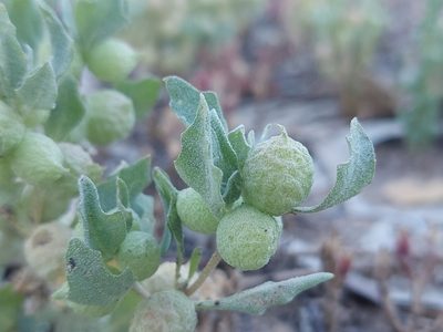 Atriplex holocarpa, photographed by Nina Kerr