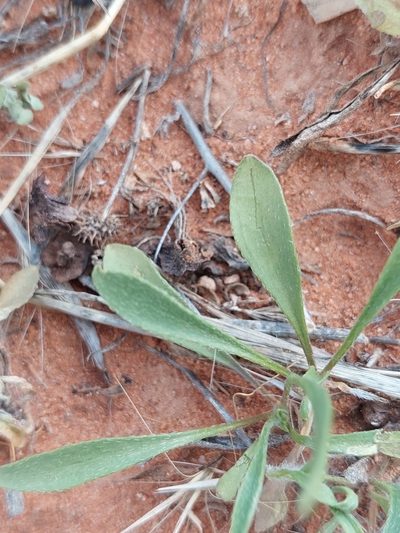 Goodenia fascicularis, photographed by Nina Kerr