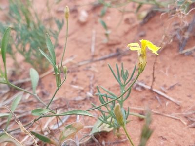 Goodenia fascicularis, photographed by Nina Kerr