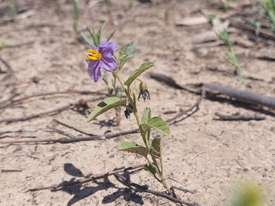Solanum esuriale, photographed by Nina Kerr