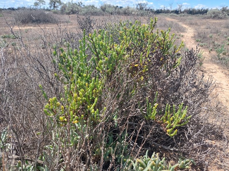 Tecticornia triandra, photographed by Nina Kerr