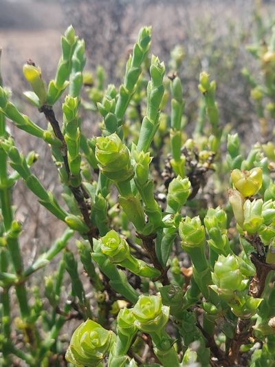 Tecticornia triandra, photographed by Nina Kerr