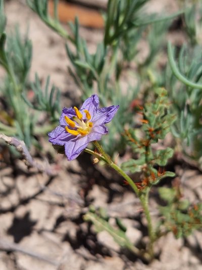 Solanum lacunarium, photographed by Nina Kerr