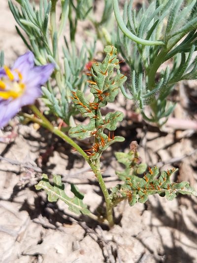 Solanum lacunarium, photographed by Nina Kerr