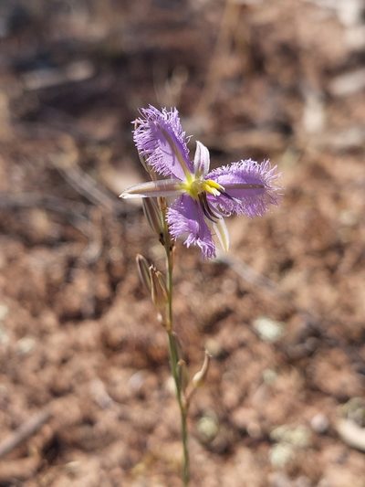 Thysanotus baueri, photographed by Nina Kerr