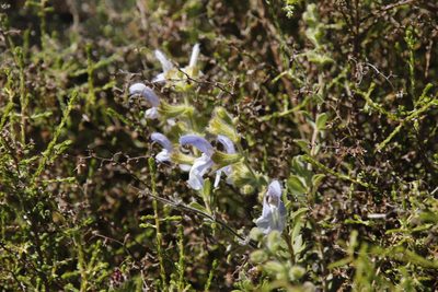 Salvia africana, photographed by Tony Rebelo