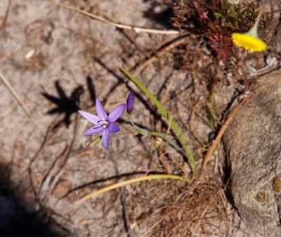 Geissorhiza aspera, photographed by Tony Rebelo