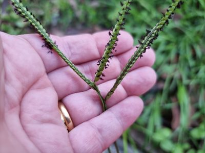 Paspalum notatum, photographed by Dragonette