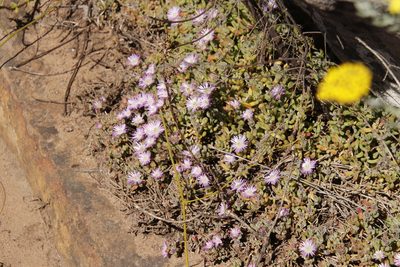 Drosanthemum pallens, photographed by Tony Rebelo