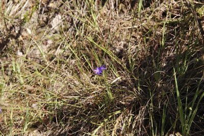 Geissorhiza aspera, photographed by Tony Rebelo