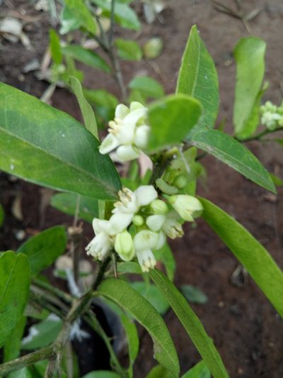 Atalantia monophylla, photographed by Wutthichayapartith Rasvara Nangkasamarinile