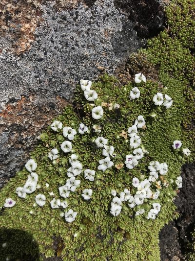 Veronica ciliolata, photographed by Miguel de Salas