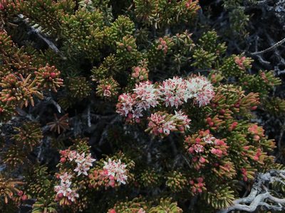 Leionema montanum, photographed by Miguel de Salas