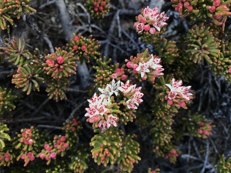 Leionema montanum, photographed by Miguel de Salas