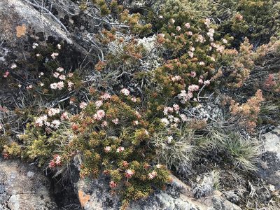 Leionema montanum, photographed by Miguel de Salas