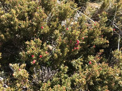 Leptecophylla parvifolia, photographed by Miguel de Salas