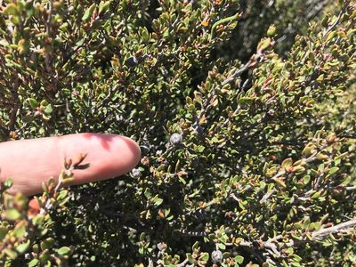 Leptospermum rupestre, photographed by Miguel de Salas