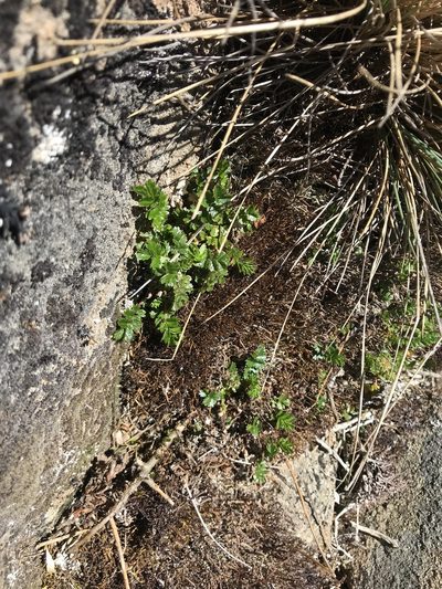 Acaena montana, photographed by Miguel de Salas