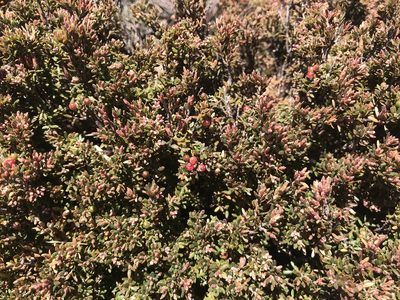 Acrothamnus montanus, photographed by Miguel de Salas