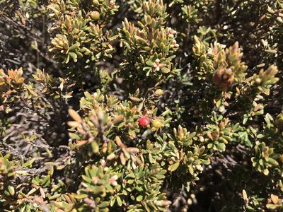 Acrothamnus montanus, photographed by Miguel de Salas