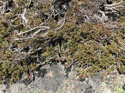 Baeckea gunniana, photographed by Miguel de Salas