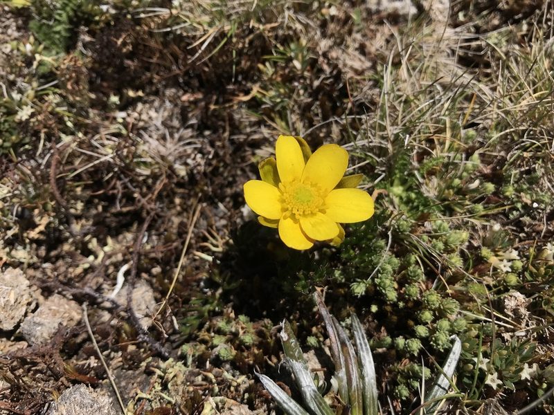 Ranunculus gunnianus, photographed by Miguel de Salas