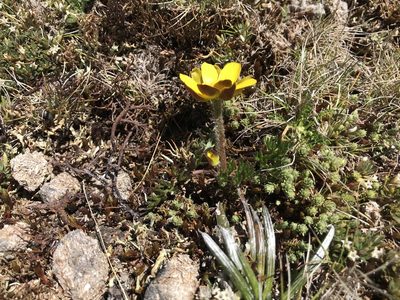 Ranunculus gunnianus, photographed by Miguel de Salas