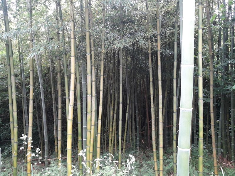 Phyllostachys edulis, photographed by naturewatchwidow