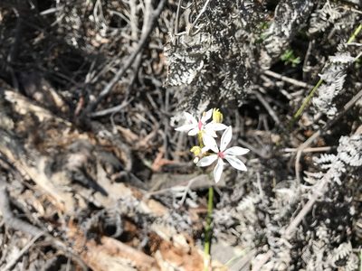 Burchardia umbellata, photographed by Miguel de Salas